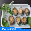 HL009 Congelado abalone para la venta